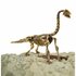 Dinobase Dino 3D Brachiosaurus Skelet_