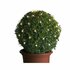 Lumineo LED Netverlichting voor Buxus Groen Warm Wit D50cm IP44_